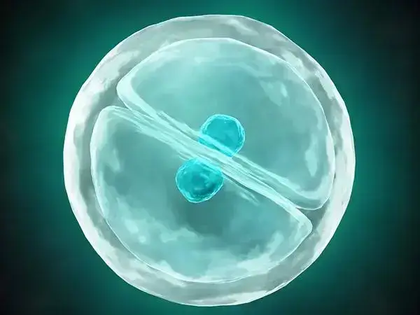 内膜微刺激后移植胚胎成功率多少